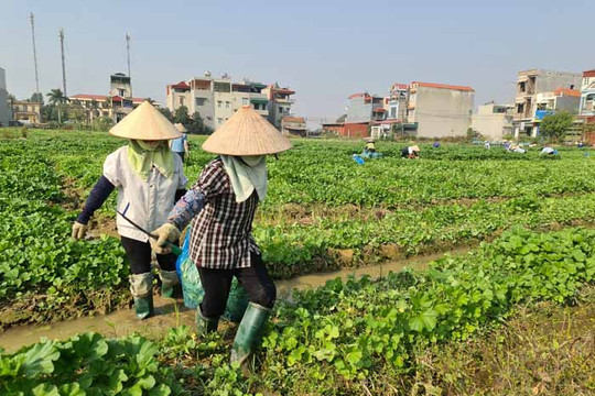 Hai Duong has 30 farm produce cultivation regions associated with connection, consumption
